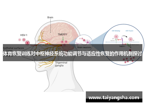 体育恢复训练对中枢神经系统功能调节与适应性恢复的作用机制探讨